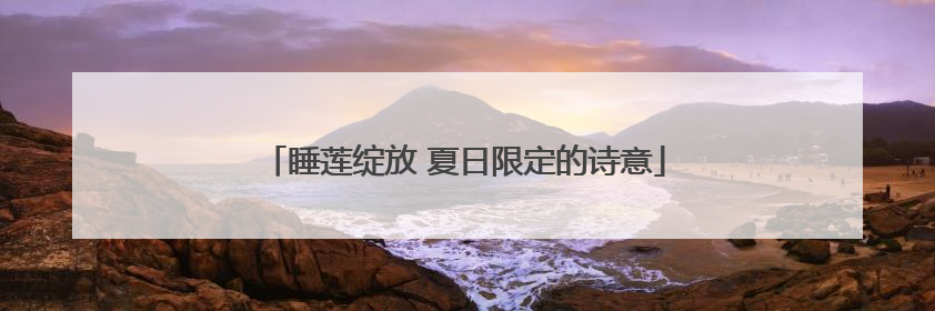睡莲绽放 夏日限定的诗意