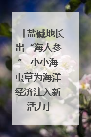 盐碱地长出“海人参” 小小海虫草为海洋经济注入新活力