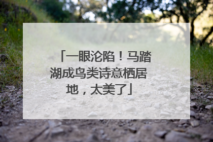 一眼沦陷！马踏湖成鸟类诗意栖居地，太美了