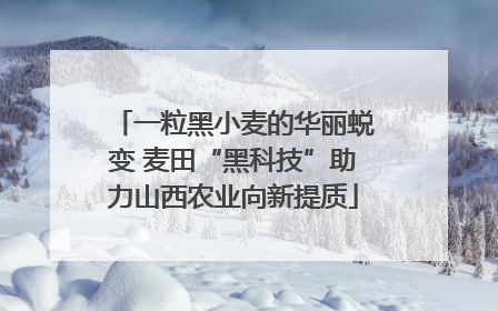 一粒黑小麦的华丽蜕变 麦田“黑科技”助力山西农业向新提质