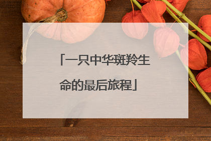一只中华斑羚生命的最后旅程