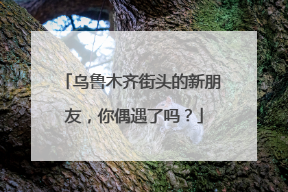 乌鲁木齐街头的新朋友，你偶遇了吗？
