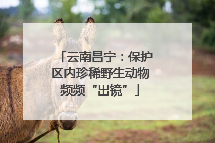 云南昌宁：保护区内珍稀野生动物频频“出镜”