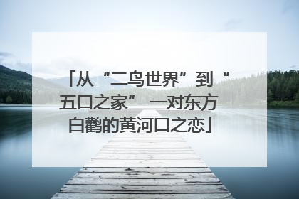 从“二鸟世界”到“五口之家” 一对东方白鹳的黄河口之恋