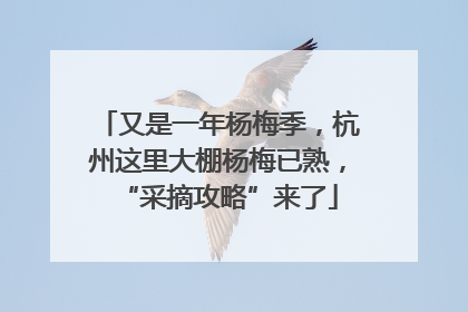 又是一年杨梅季，杭州这里大棚杨梅已熟，“采摘攻略”来了