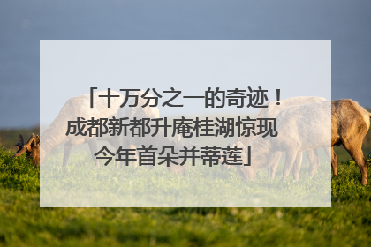 十万分之一的奇迹！成都新都升庵桂湖惊现今年首朵并蒂莲