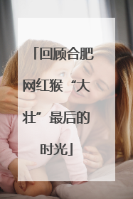 回顾合肥网红猴“大壮”最后的时光