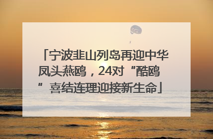 宁波韭山列岛再迎中华凤头燕鸥，24对“酷鸥”喜结连理迎接新生命