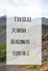 宜章县天塘镇：蓝莓飘香引客来