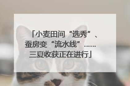 小麦田间“选秀”、蚕房变“流水线”……三夏收获正在进行