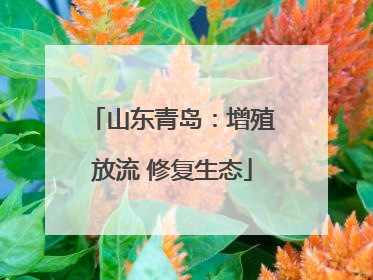 山东青岛：增殖放流 修复生态