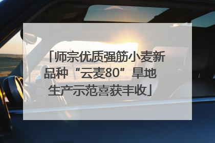 师宗优质强筋小麦新品种“云麦80”旱地生产示范喜获丰收