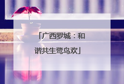 广西罗城：和谐共生鹭鸟欢