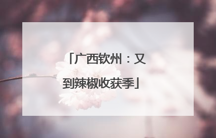 广西钦州：又到辣椒收获季