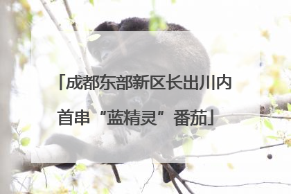 成都东部新区长出川内首串“蓝精灵”番茄