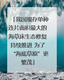我国现存单种连片面积最大的海草床生态修复持续推进 为了“海底草原”更繁茂