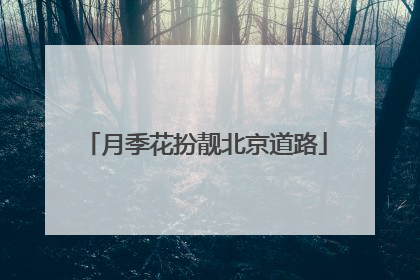 月季花扮靓北京道路
