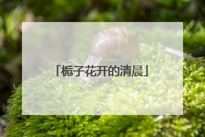 栀子花开的清晨