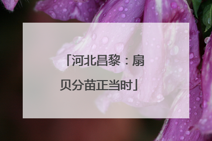 河北昌黎：扇贝分苗正当时
