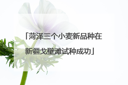 菏泽三个小麦新品种在新疆戈壁滩试种成功