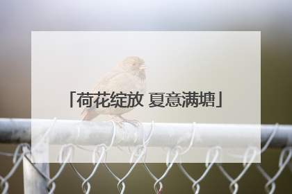 荷花绽放 夏意满塘
