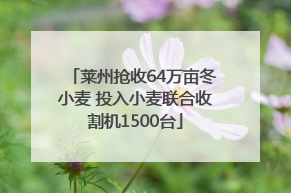 莱州抢收64万亩冬小麦 投入小麦联合收割机1500台