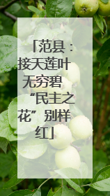 范县：接天莲叶无穷碧 “民主之花”别样红