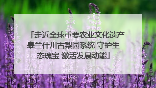 走近全球重要农业文化遗产皋兰什川古梨园系统 守护生态瑰宝 激活发展动能