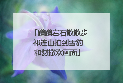 蹭蹭岩石散散步 祁连山拍到雪豹和豺撒欢画面