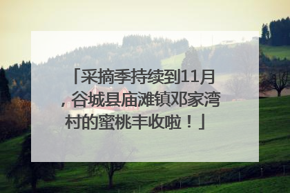 采摘季持续到11月，谷城县庙滩镇邓家湾村的蜜桃丰收啦！