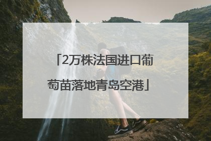 2万株法国进口葡萄苗落地青岛空港